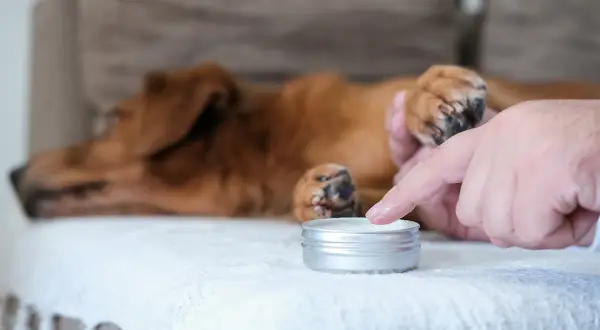En person applicerar salva på en hunds tass. Hunden ligger avslappnad på en vit filt.
