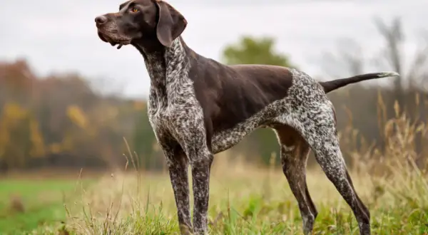 En brunvit hund står i ett gräsigt fält. Hur många hårstrån har en hund? Det är omöjligt att räkna, men denna hund ser ut att ha en vacker päls.