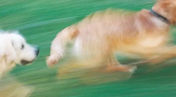 Två hundar springer i gräset. En vit hund tittar framåt, en gyllene hund springer framför. Att berika hundens mat kan ge dem mer energi för lek.