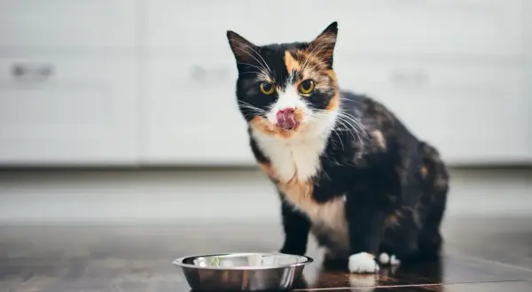 Katt med fläckig päls slickar sig om munnen vid en tom matskål, redo att byta foder.