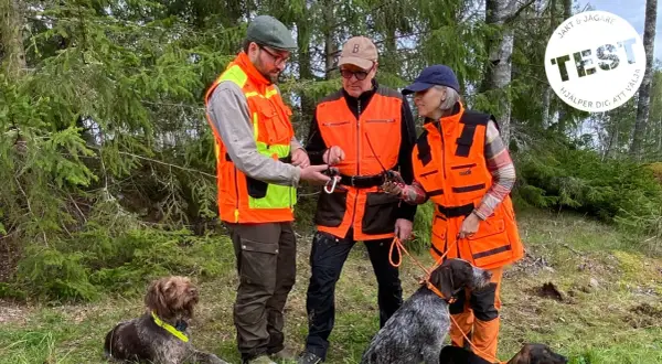 Tre jägare i orange västar med hundar i skogen. En hundförarväst bäst i test för säker jakt.