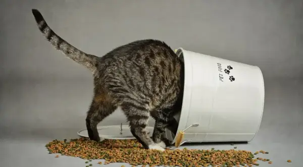 En underviktig katt gräver i en omkullvält hink med torrfoder.