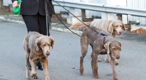 Person i kostym går med tre hundar i koppel. Koppeltvång hund är viktigt för att alla ska trivas.