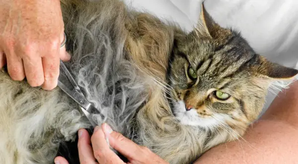 En person klipper försiktigt tovor ur pälsen på en vacker, långhårig katt med gröna ögon.