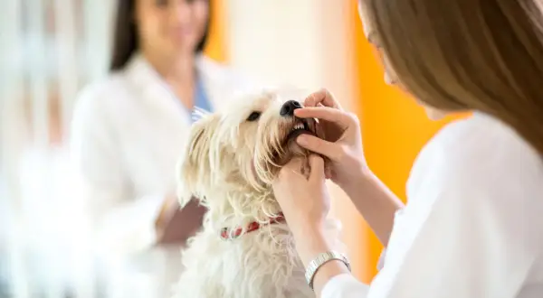 Veterinär undersöker en hunds tänder. Hunden ser ut att snusa lite på undersökningen.