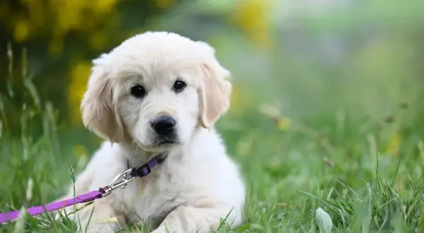 En söt golden retriever-valp med lila koppel, redo för promenader. Djurskyddslagen hund garanterar dess välmående.