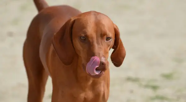 En brun hund slickar sig om munnen, som om den precis ätit pepparkakor.