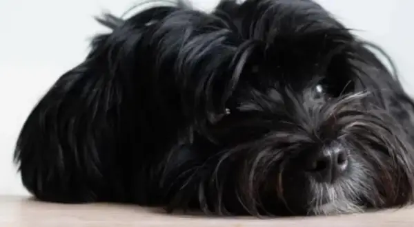 En svart, lurvig hund ligger utsträckt på ett trägolv. Den ser lite trött ut, kanske för att den hund fiser illa.
