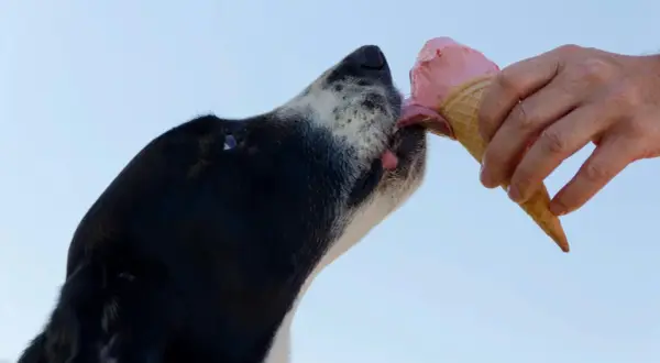 En hund njuter av en rosa glass. En hand håller strutten med glass till hunden.