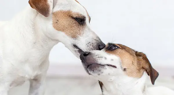 Två jack russellterrier nosar på varandra. Drömmen att starta kennel känns närmare med dessa charmiga hundar.