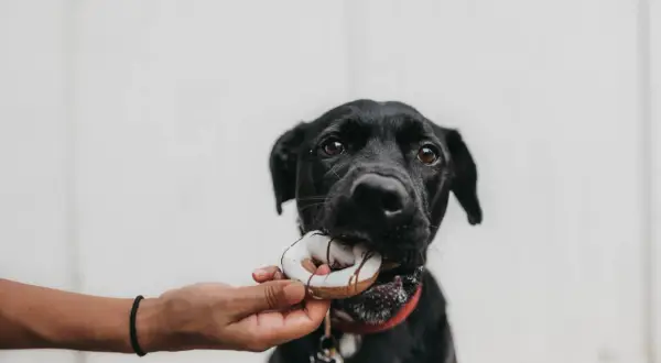 Svart hund får en godsak, en speciell frukt till hund, som en liten present.