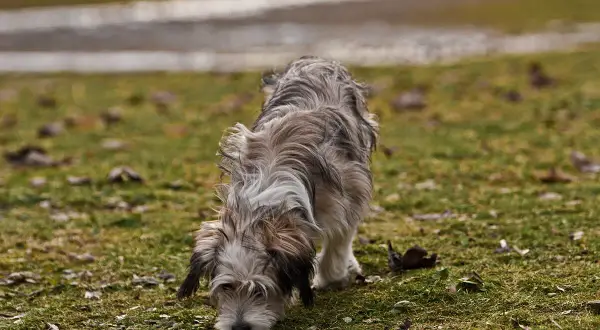 A scruffy, medium-sized dog with shaggy grey and brown fur sniffs the ground in a grassy, outdoor area.