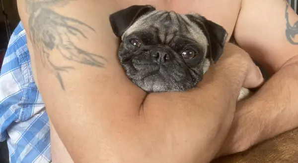 En söt mops ligger tryggt i famnen, kanske drömmer den om att en hund snarkar.