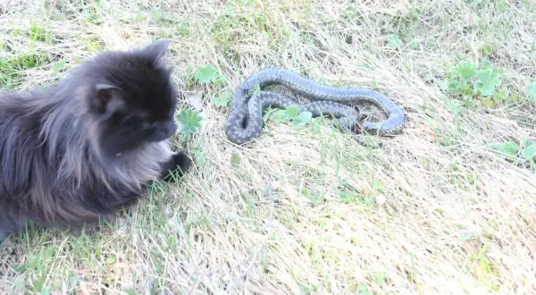 En gråsvart katt tittar nyfiket på en orm som ligger i gräset. En potentiell ormbett katt, men katten verkar oskadd.