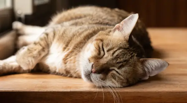 En randig katt vilar på en träyta. Den ser ut att ha en hälsosam katt vikt, perfekt för en tupplur.