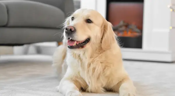 En glad golden retriever ligger på en matta framför en öppen spis. En bra påminnelse om att fundera på vad kostar en hund i månaden innan man skaffar en.