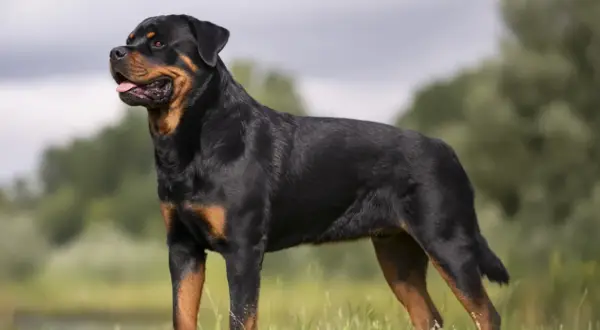 En ståtlig rottweiler står i gräset, en bild av lugn och styrka som speglar dess rottweiler temperament.