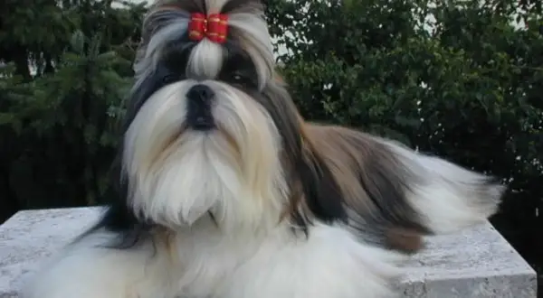 En vacker shih tzu med röd rosett i pälsen, som visar sitt vänliga shih tzu temperament.