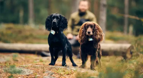 Två cocker spaniel, en svart och en brun, står i skogen med varsin GPS-tracker. Deras nyfikna cocker spaniel egenskaper lyser igenom.