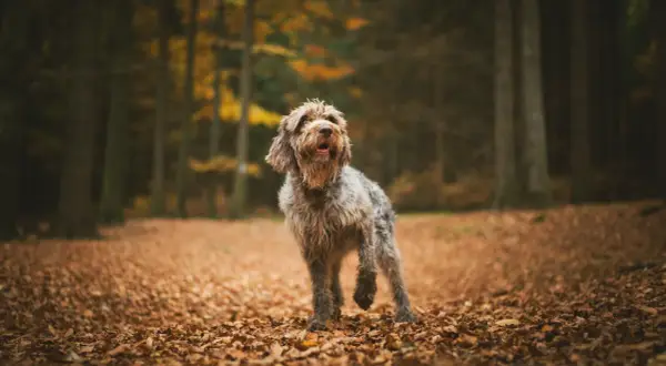En lurvig hund står i en höstskog, omgiven av löv. Den ser pigg ut, som om den precis genomgått en snabb viktnedgång och nu njuter av sin nya energi.