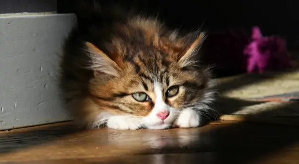 Söt kattunge med grönblå ögon, ser lite trött ut, kanske har den katt diarre.