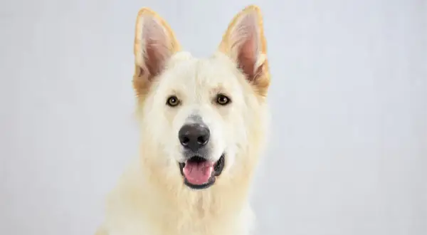 Vit schäferhund med öppen mun. Hoppas att fukteksem och skorpa inte är ett problem för denna glada hund.