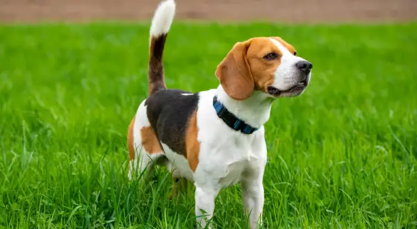 En ståtlig beagle hundras står i högt, grönt gräs.