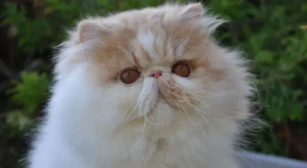 En fluffig, exotisk katt med stora, bärnstensfärgade ögon tittar fram ur grönska.