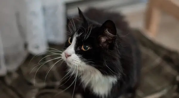 En gammal, mager katt med svartvit päls och långa morrhår tittar uppåt.