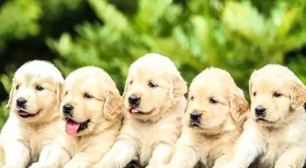 Fem bedårande golden retriever-valpar sitter tillsammans. Vilket gulligt valp namn skulle passa dem?