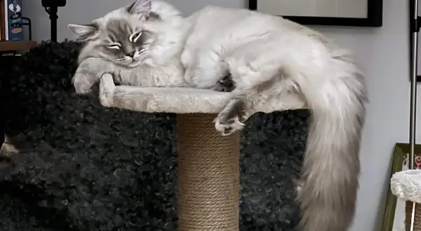 En fluffig katt vilar på en klösmöbel. Kanske ett namn som "Snöflinga" eller "Moln" skulle passa, fina gulliga kattnamn för en sådan skönhet.