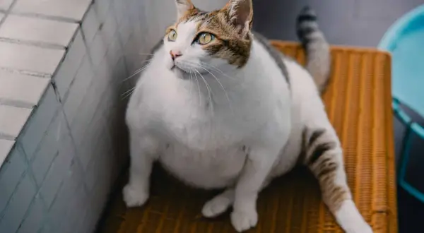En tjock katt med gula ögon sitter på en orange stol och tittar uppåt.
