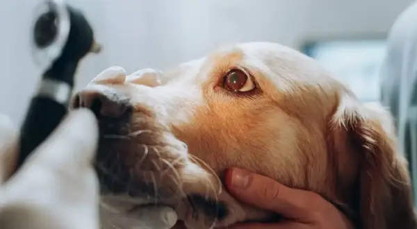 En veterinär undersöker en hunds öga med ett otoskop. Detta är en del av en besiktning för att säkerställa hundens hälsa.