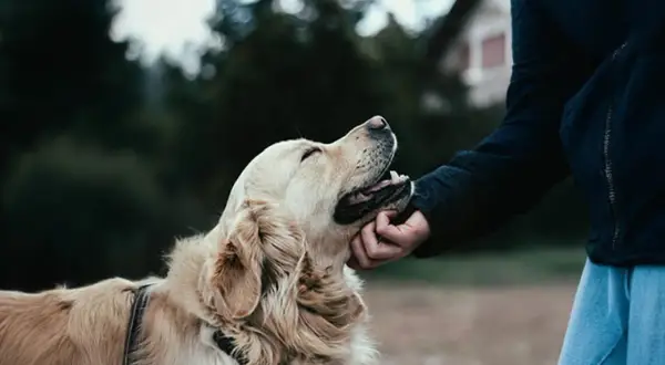 En gyllene retriever njuter av en klapp under en omplacering av hund.