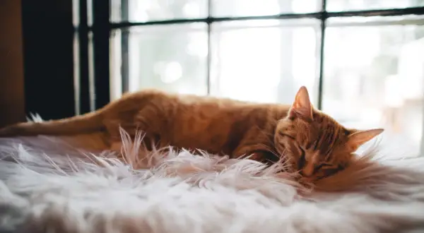 En orangefärgad katt sover sött på en fluffig vit matta, med fönster i bakgrunden.
