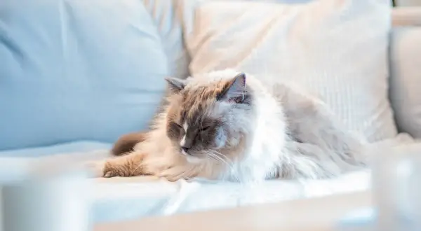 En fluffig katt vilar på en soffa. Undrar du vad kostar det att chippa en katt?