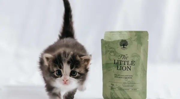 En söt kattunge tittar fram bredvid en påse kattmat "The Little Lion".