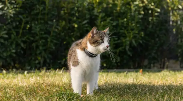 Katt med halsband står i gräset, nosar i luften, kanske känner doften av feromoner katt.