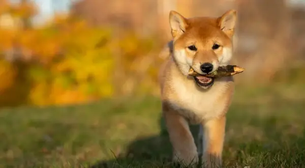 En söt shiba inu-valp med en pinne i munnen, springer på en gräsmatta med höstfärger i bakgrunden. Undrar hur mycket kostar en hund som denna?