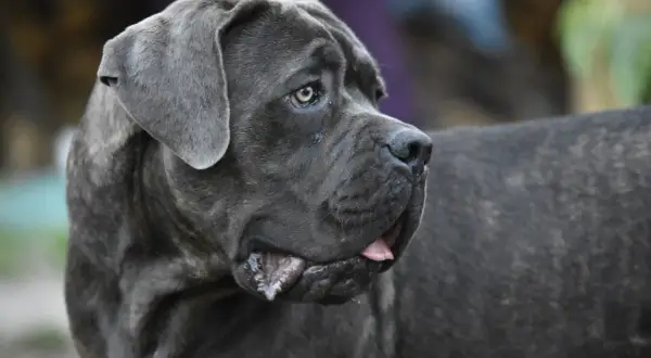 En ståtlig cane corso med grå päls och en blick som ser ut att berätta en historia.