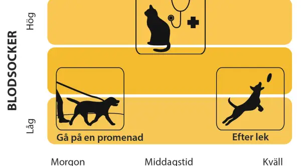 Diagram visar att lågt blodsocker hos hund kan visa symptom som trötthet vid promenad.