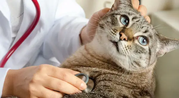 En veterinär undersöker en katt med stetoskop. Katten har blå ögon och är lugn. Detta kan vara inför en kastrering katt.