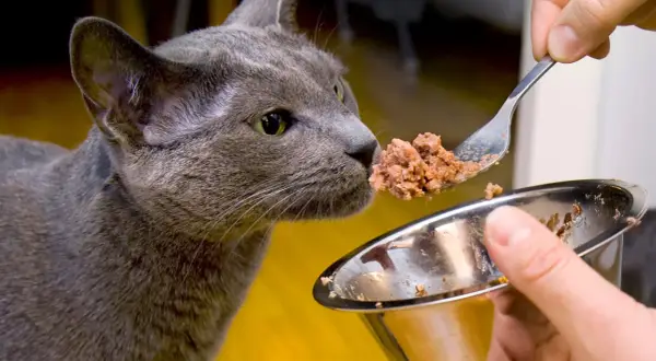 En grå katt nosar på mat från en sked. Frågan om har katter bra minne kan besvaras med ett ja, de minns var maten finns.