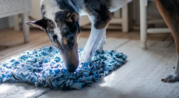 Hunden nosar ivrigt i en blå matta, en perfekt aktivitet för att banta hunden och hålla den sysselsatt.
