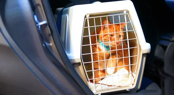 En orange katt i en transportbur sitter i en bil.