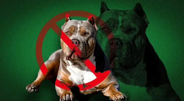 En kraftig hund med ett förbudstecken över sig. Bilden väcker frågan: hur många hundar får man ha utan tillstånd?