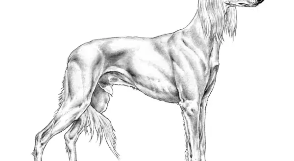 En elegant saluki hund i blyerts, med långa, böljande öron och en smal kropp.