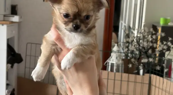 En söt chihuahua-valp, med sitt typiska chihuahua temperament, hålls i händerna.