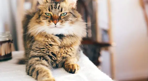 En ståtlig main coon med gröna ögon vilar på en vit duk.