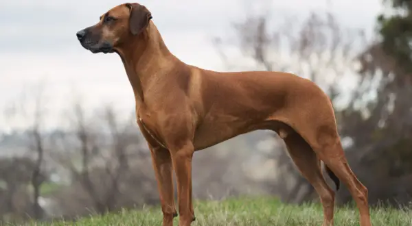 En ståtlig Rhodesian Ridgeback står på en gräsklädd kulle, dess kroppshållning speglar dess lugna och självsäkra rhodesian ridgeback temperament.